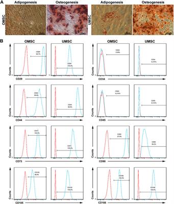 Human Olfactory Mesenchymal Stem Cells Are a Novel Candidate for Neurological Autoimmune Disease